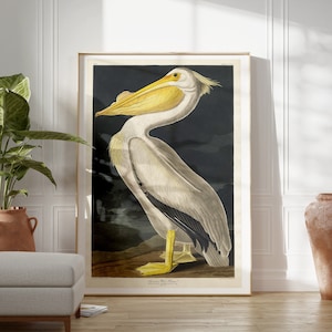 Audubon pájaro impresión vintage pájaro impresión pelícano cartel historia natural arte ilustración de aves