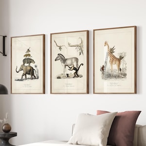 May include: A set of three framed vintage animal prints. Each print showcases detailed illustrations of animals like an elephant, zebra, and giraffe, set against a neutral backdrop and framed in wood. The prints are displayed on a white wall.