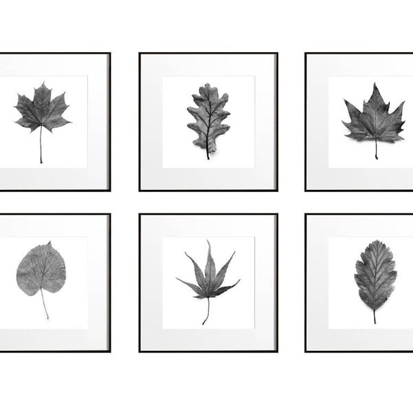 Large Botanical Prints Leaf Art Prints Botanical Wall Art Set of 6 Prints Large Wall Art Black and White Set, Nature Print Set