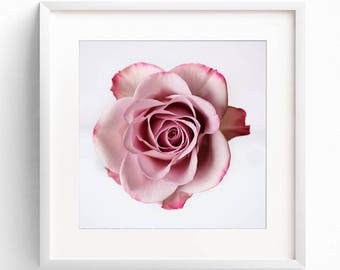 Pink Rose Flower Photograph, Modern Floral Wall Art, Botanical Print