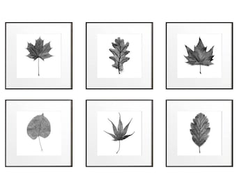 Large Botanical Prints Leaf Art Prints Botanical Wall Art Set of 6 Prints Large Wall Art Black and White Set, Nature Print Set