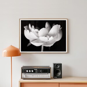 May include: Black and white photograph of a large, open flower with delicate petals. The flower is centered in the frame, set against a dark background. The image is framed in a light-colored wooden frame, creating a striking contrast.