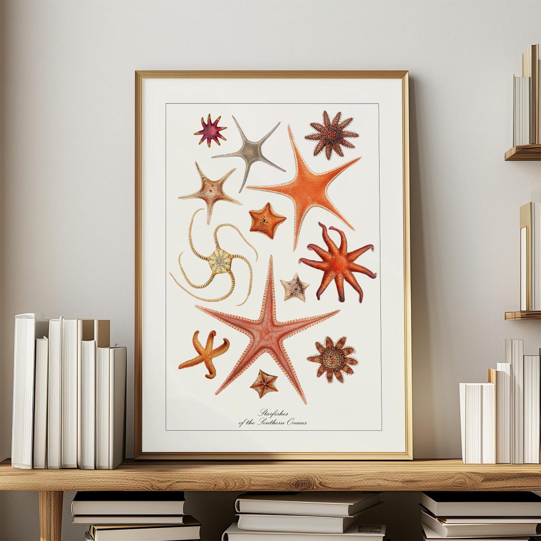 Vintage Bathroom Decor Starfish Antique Print Sea Life Wall Art Nature ...