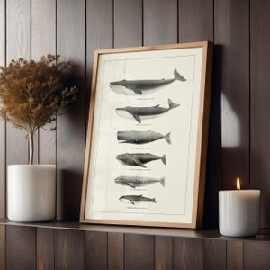 May include: A framed print of a black and white illustration of different whale species, including the blue whale, fin whale, sperm whale, humpback whale, gray whale, and minke whale. The print is on a white background and has the title "Whale Tales" at the bottom.