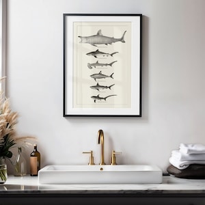 May include: A black framed print of a vintage illustration of different types of sharks. The print is hanging on a white wall above a white porcelain sink with a gold faucet.