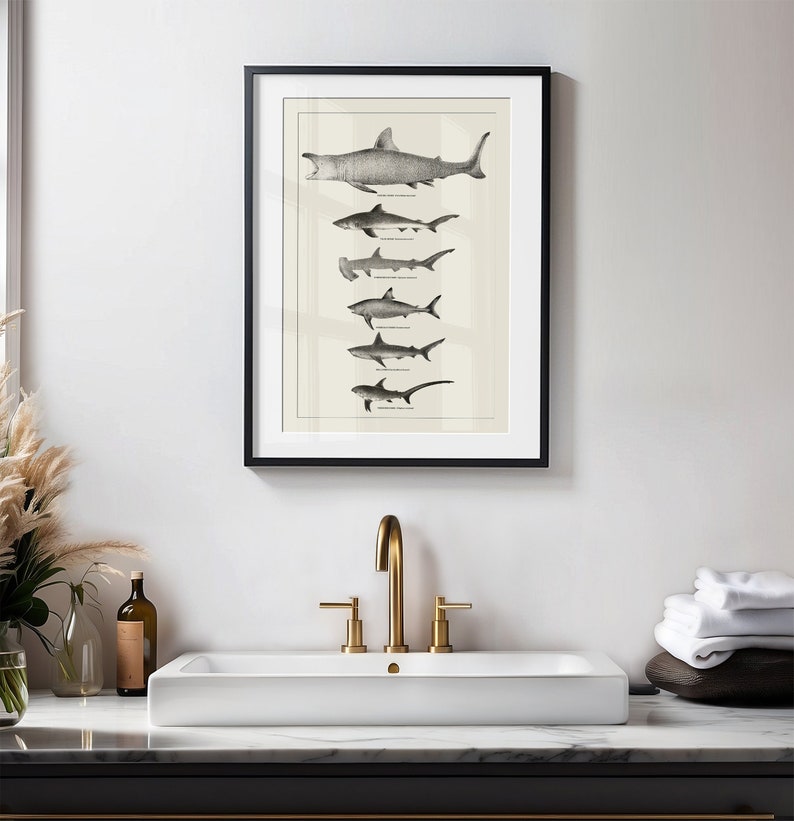 May include: A black framed print of a vintage illustration of different types of sharks. The print is hanging on a white wall above a white porcelain sink with a gold faucet.