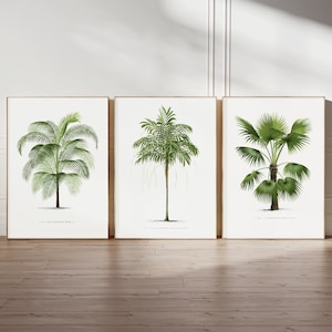 May include: Three framed botanical illustrations of palm trees. Each illustration features a different species of palm tree with detailed drawings of the leaves, trunk, and roots.