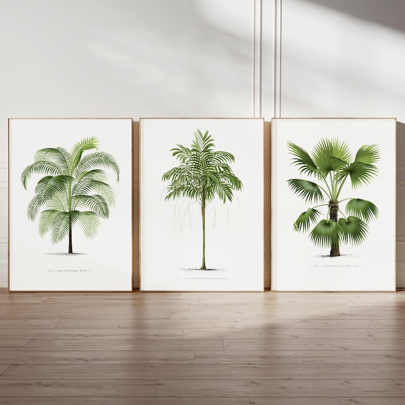 May include: Three framed botanical illustrations of palm trees. Each illustration features a different species of palm tree with detailed drawings of the leaves, trunk, and roots.