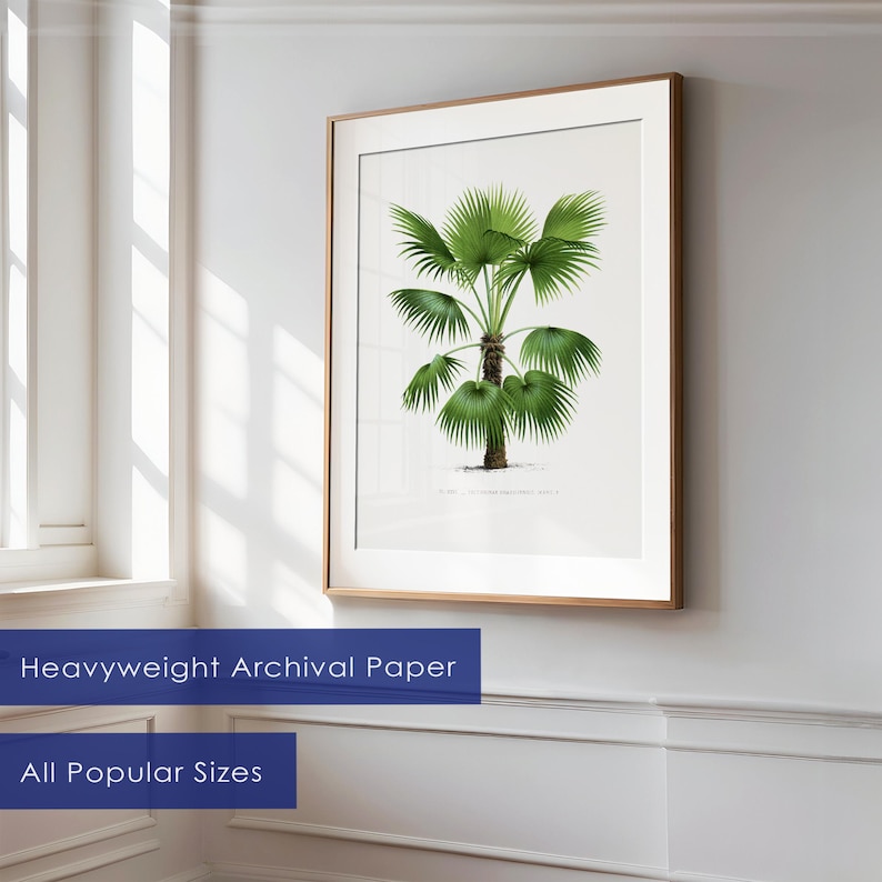 May include: A framed botanical illustration of a green palm tree with a white background. The print is in a light wood frame. The text below the image reads "Palma,  Arecastrum Romanzoffianum (Cham.) Becc."