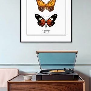 May include: A framed print of three orange butterflies with black markings. The print is titled "Papillons Oranges" and includes the scientific names of the butterflies.
