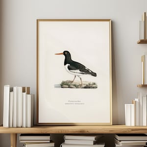 Vintage Coastal Decor Sea Bird Wall Art Oystercatcher Print for Bird Lover Gift Print Bird Vintage Illustration Seaside Decor