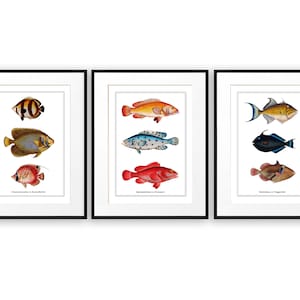 Vintage Fish Set of 3 Prints Colourful Aquatic Illustrations