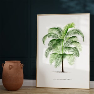 May include: A vintage botanical illustration of a palm tree with green leaves against a white background. The text "PL. II. COCOS WEDDELLIANA, WENDL. O." is printed below the image.