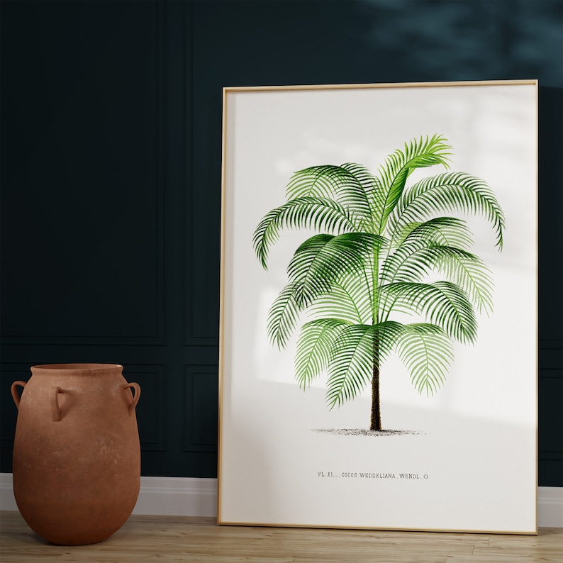 May include: A vintage botanical illustration of a palm tree with green leaves against a white background. The text "PL. II. COCOS WEDDELLIANA, WENDL. O." is printed below the image.