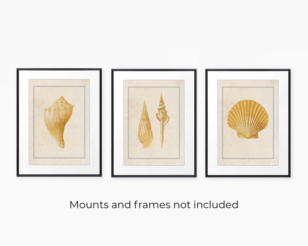 Vintage Bathroom Print Set Vinatge Seashell Prints Set of 3 Sea Shell ...