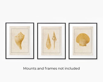 Vintage Bathroom Print Set Vinatge Seashell Prints Set of 3 Sea Shell Prints Vintage Aquatic Print Set