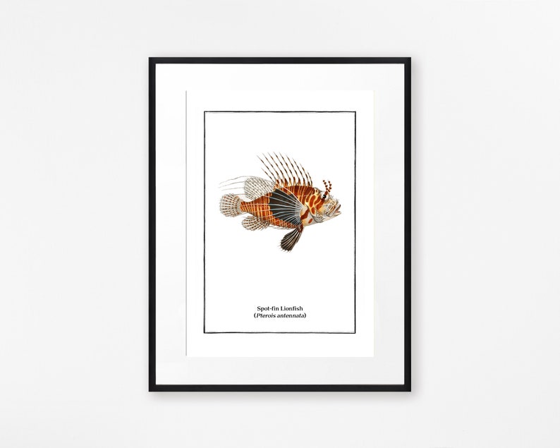 Set of 4 Vintage Fish Prints, Tropical Fish Minimalist Wall Art image 4