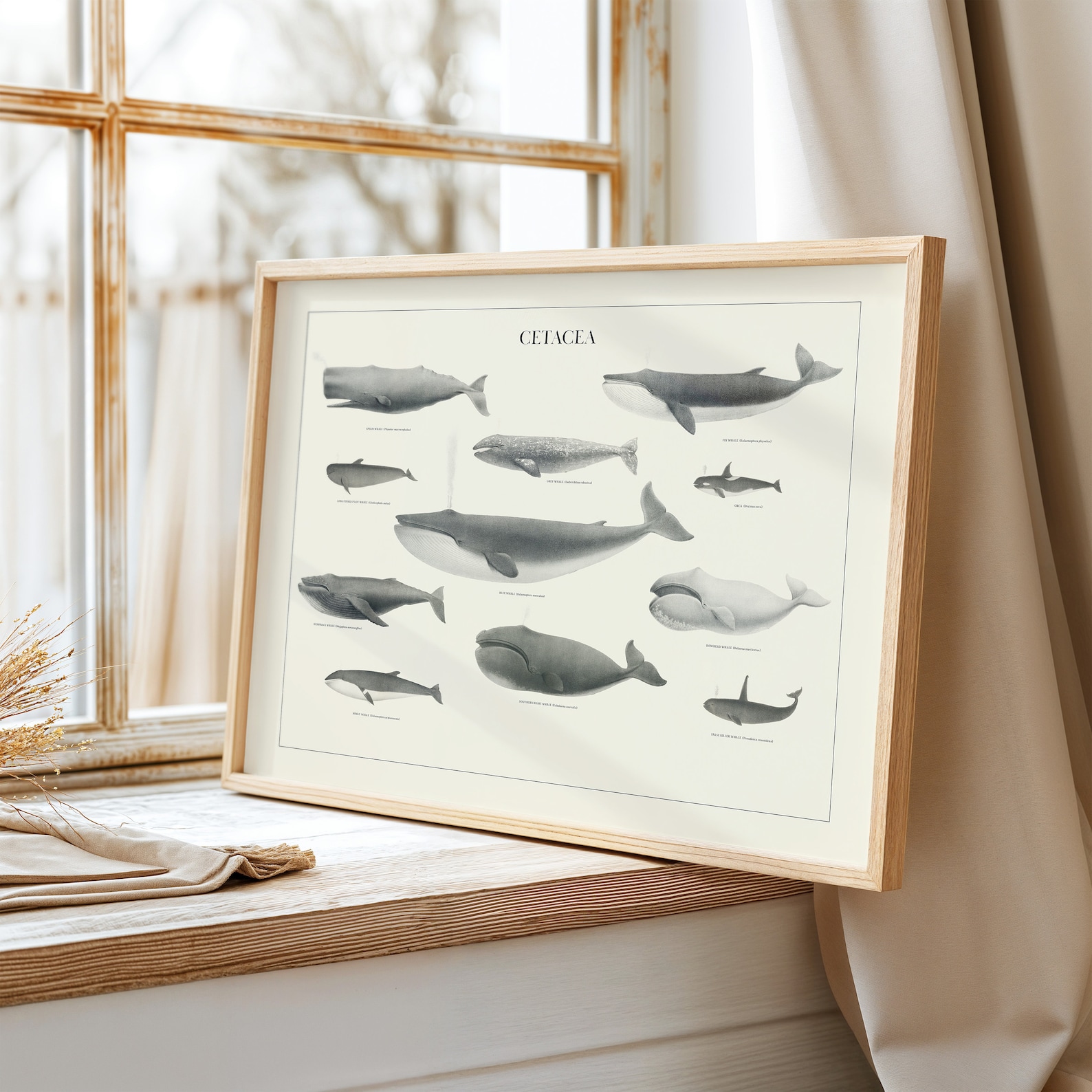 Vintage Whale Art Print for Coastal Decor Wall Art Humpback Whale Print ...