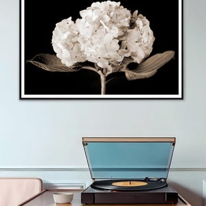May include: Sepia-toned photograph of a framed hydrangea flower print. The black and white image is mounted on a wall above a wooden cabinet with a record player. The record player has a blue cover and a record is playing.