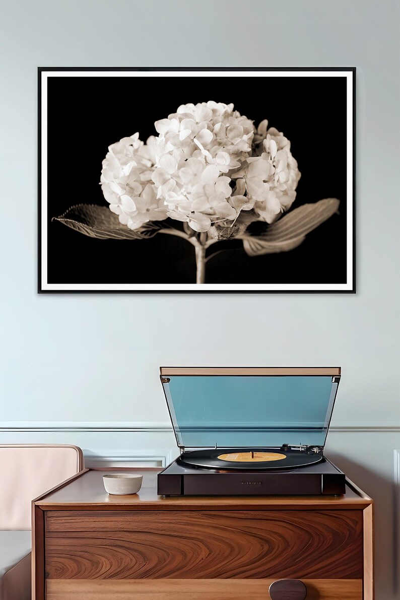 May include: Sepia-toned photograph of a framed hydrangea flower print. The black and white image is mounted on a wall above a wooden cabinet with a record player. The record player has a blue cover and a record is playing.