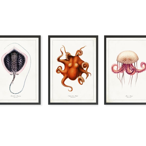 3er-Set Vintage-Sealife-Drucke, Badezimmer-Wandkunst-Set, Sealife-Wandkunst, antike Sealife-Illustration, Sealife-Zeichnungen