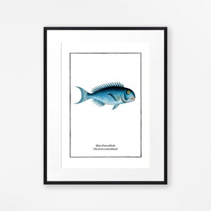 Set of 4 Vintage Fish Prints, Tropical Fish Minimalist Wall Art image 6