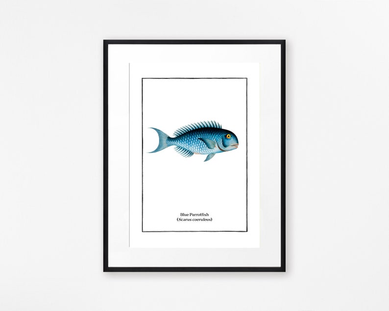 Set of 4 Vintage Fish Prints, Tropical Fish Minimalist Wall Art image 6