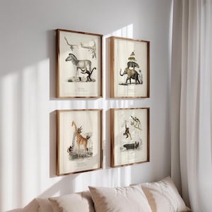 May include: Four framed animal prints with brown wooden frames hang on a white wall. The prints feature vintage illustrations of a zebra, elephant, giraffe, and monkey. The illustrations are in black and white with some color accents.
