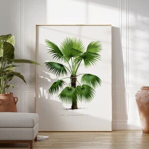 May include: A vintage botanical illustration of a green palm tree with the text "F. EXCEL - TRINITARIAS MART. 1" at the bottom.