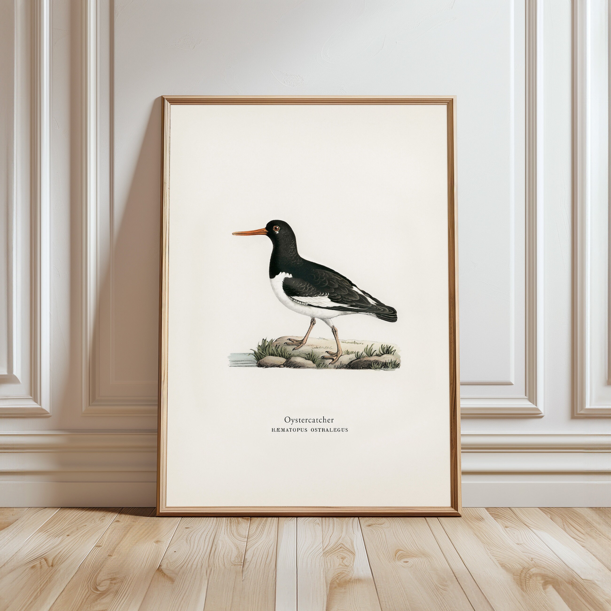 Vintage Coastal Decor Sea Bird Wall Art Oystercatcher Print for Bird ...