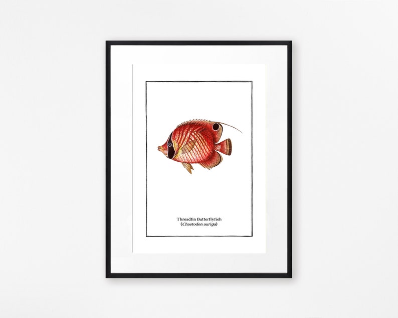 Set of 4 Vintage Fish Prints, Tropical Fish Minimalist Wall Art image 7