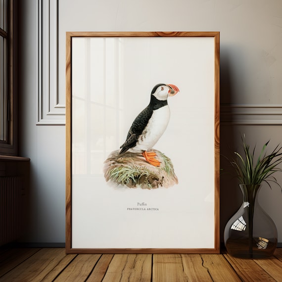 Vintage Bird Print Puffin Wall Art Sea Bird Painting Gift for Bird Lover Coastal Decor Scientific Illustration Beach House Decor Idea