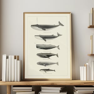May include: A black and white illustration of different whale species, including the Blue Whale, Fin Whale, Sperm Whale, Humpback Whale, Gray Whale, and Minke Whale. The whales are shown in order of size, with the largest whale at the top and the smallest whale at the bottom.