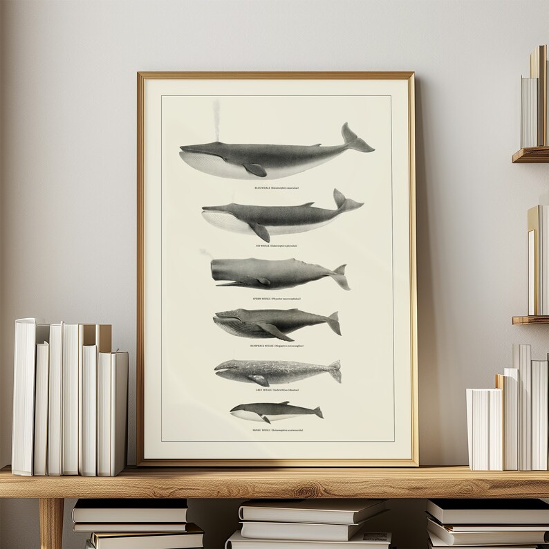 May include: A black and white illustration of different whale species, including the Blue Whale, Fin Whale, Sperm Whale, Humpback Whale, Gray Whale, and Minke Whale. The whales are shown in order of size, with the largest whale at the top and the smallest whale at the bottom.