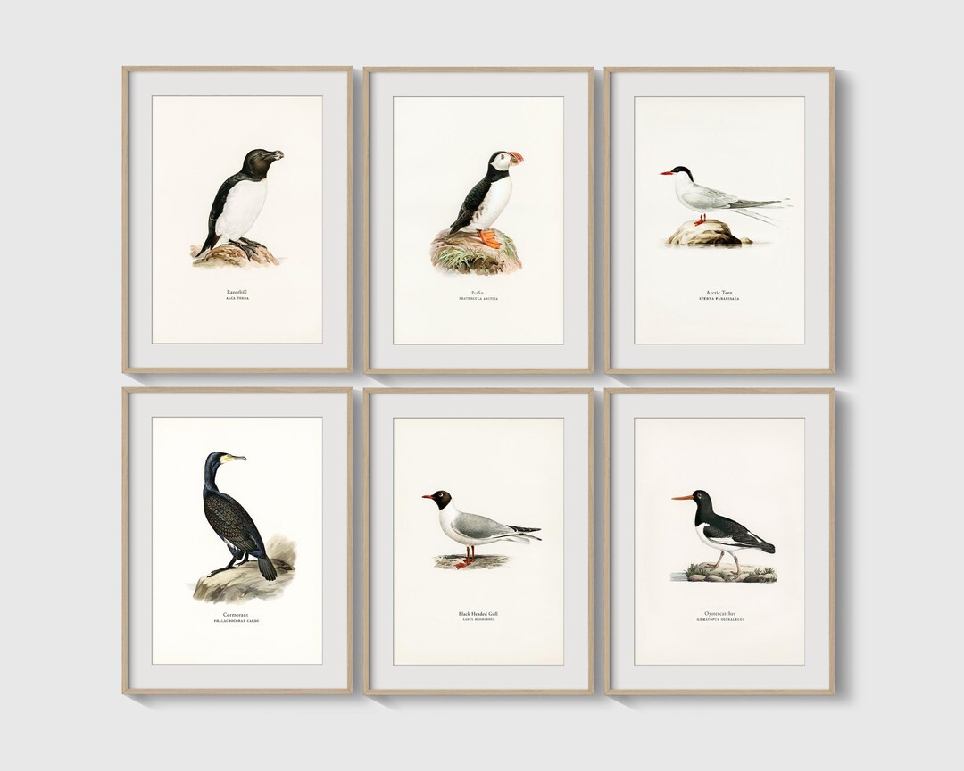 Seabird Watercolor Print Coastal Bird Wall Art Nautical Bathroom Beach ...