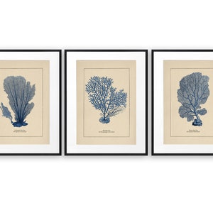 Blue Coral Prints, Sea Fan Prints, Set of 3 Blue Prints, Bathroom Decor, Bathroom Print, Beach House Decor