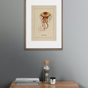 Väggkonst med havsliv för kustdekor, retro badrumstryck med havstema, vintage manetposter, naturhistorisk illustration, strandhusstämning bild 6