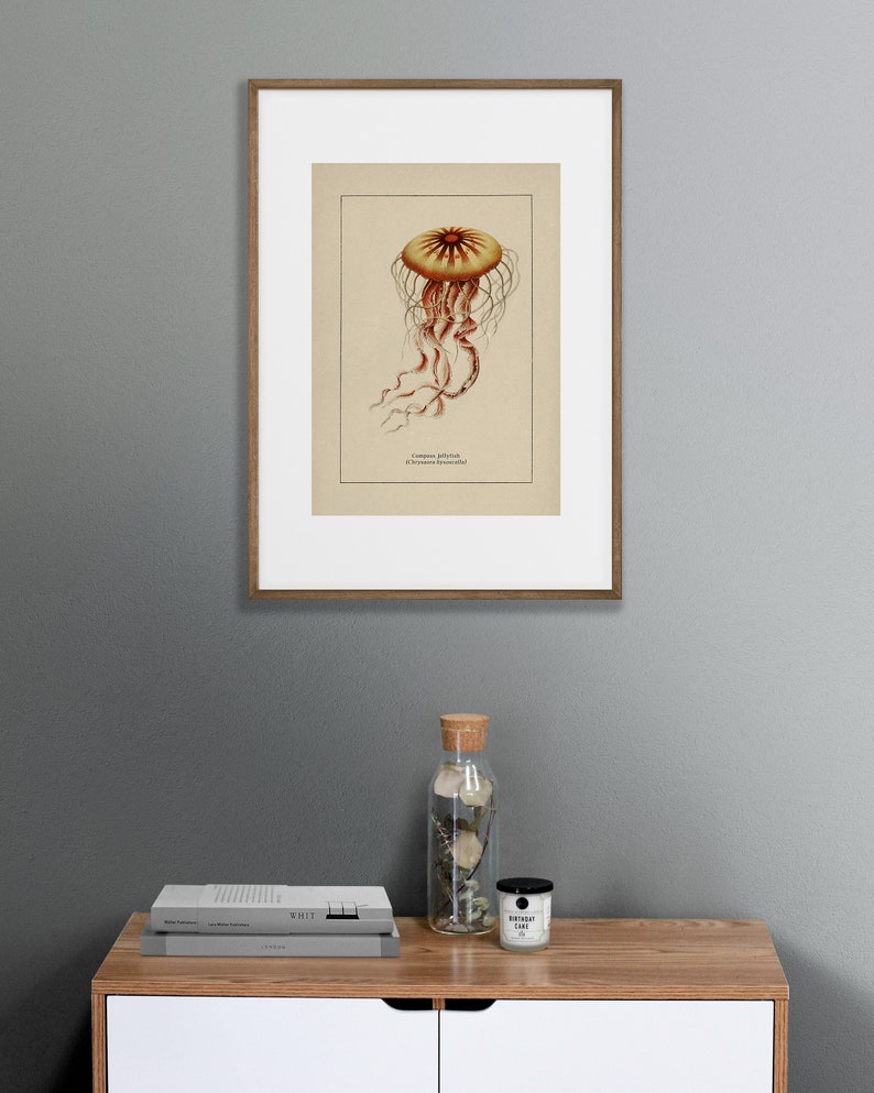 Väggkonst med havsliv för kustdekor, retro badrumstryck med havstema, vintage manetposter, naturhistorisk illustration, strandhusstämning bild 6