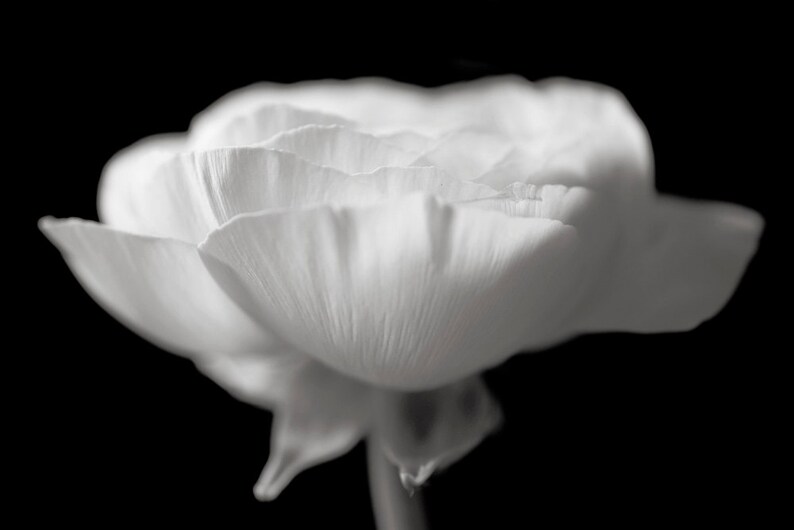 Poppy Print, Floral Wall Art, Black and White Art, Flower Photograph, Fine Art Print, Nature Print, Bedroom Wall Art, Botanical Print, Sepia image 4