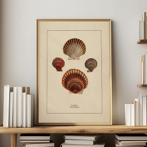 Seashell Art Vintage Print Seashell Print Nautical Decor History Art Bathroom Print, Coastal Decor