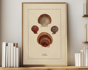 Seashell Art Vintage Print Seashell Print Nautical Decor History Art Bathroom Print, Coastal Decor