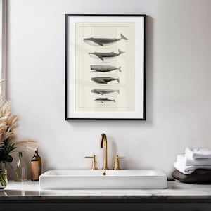 May include: A framed black and white illustration of different types of whales, including the blue whale, fin whale, humpback whale, and sperm whale. The illustration is on a cream-colored background and is framed in a black frame.