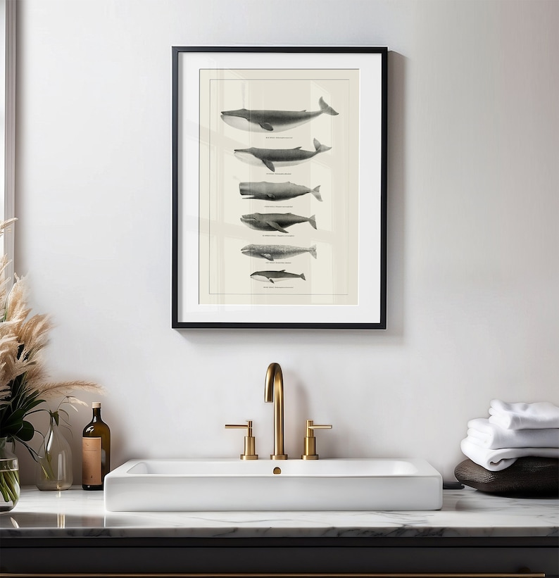 May include: A framed black and white illustration of different types of whales, including the blue whale, fin whale, humpback whale, and sperm whale. The illustration is on a cream-colored background and is framed in a black frame.