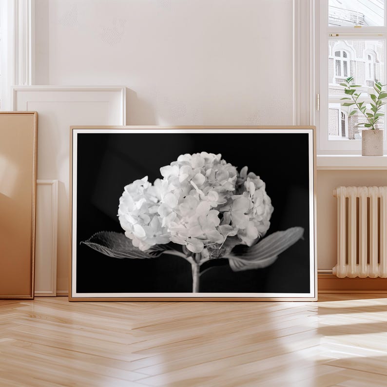 May include: Black and white framed print of a hydrangea flower. The image features a close-up of the flower's large, clustered blooms and leaves against a dark background. The print is displayed in a room with a wooden floor and a window.