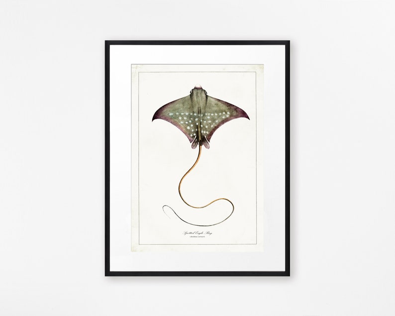 Sealife Drawings Vintage Ray Print Bathroom Wall Art Antique Sealife Illustration Sealife Wall Art