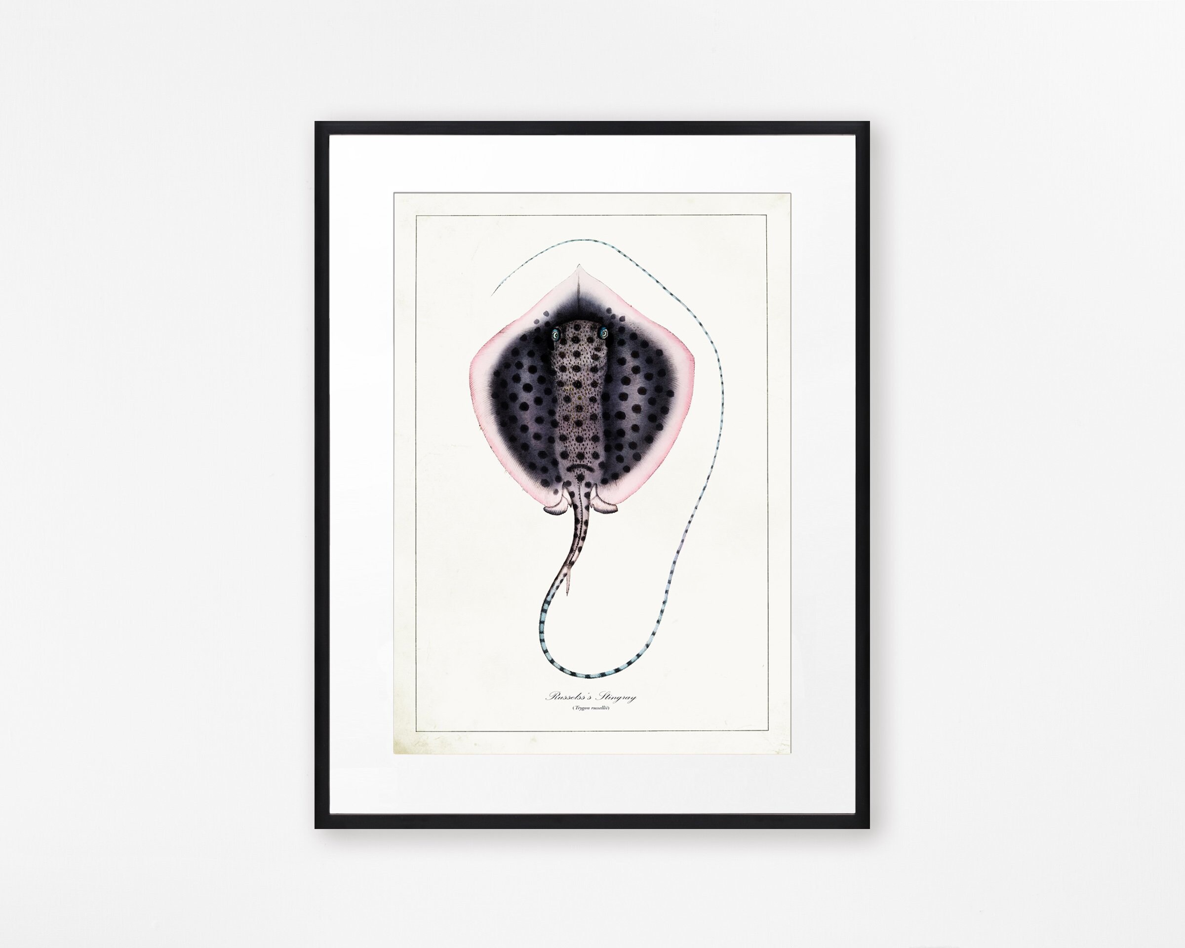 Vintage Stingray Print Bathroom Wall Art Sealife Wall Art Antique Sealife Illustration Sealife Drawings