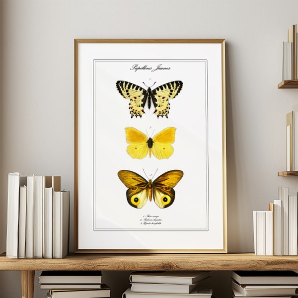 Antique Butterfly Prints - Etsy