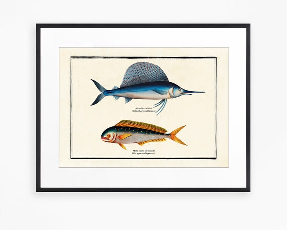 Vintage Sail Fish Print, Sport Fishing Art, Dorado, Marlin, Vintage Aquatic  Illustation 