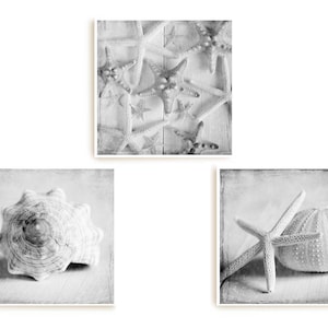 Può includere: Un set di tre stampe in bianco e nero con conchiglie e stelle marine. La prima stampa mostra un primo piano di una conchiglia. La seconda stampa mostra un gruppo di stelle marine. La terza stampa mostra una stella marina e un riccio di mare.