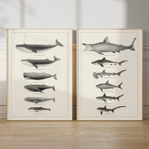 Juego de decoración de pared con diseño de ballena, diseño costero, vida marina, impresión en blanco y negro, póster de ballena, arte de tiburón, decoración para aula